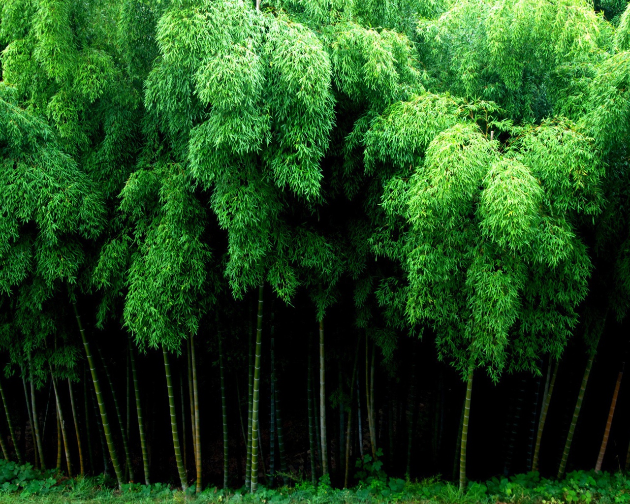 Густой бамбуковый лес