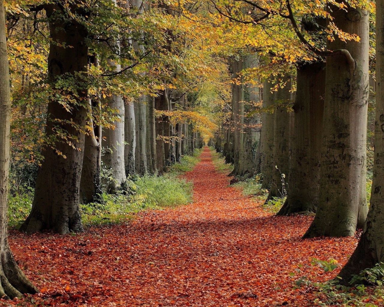 Дорожка в лесу укрыта коричневыми листьями