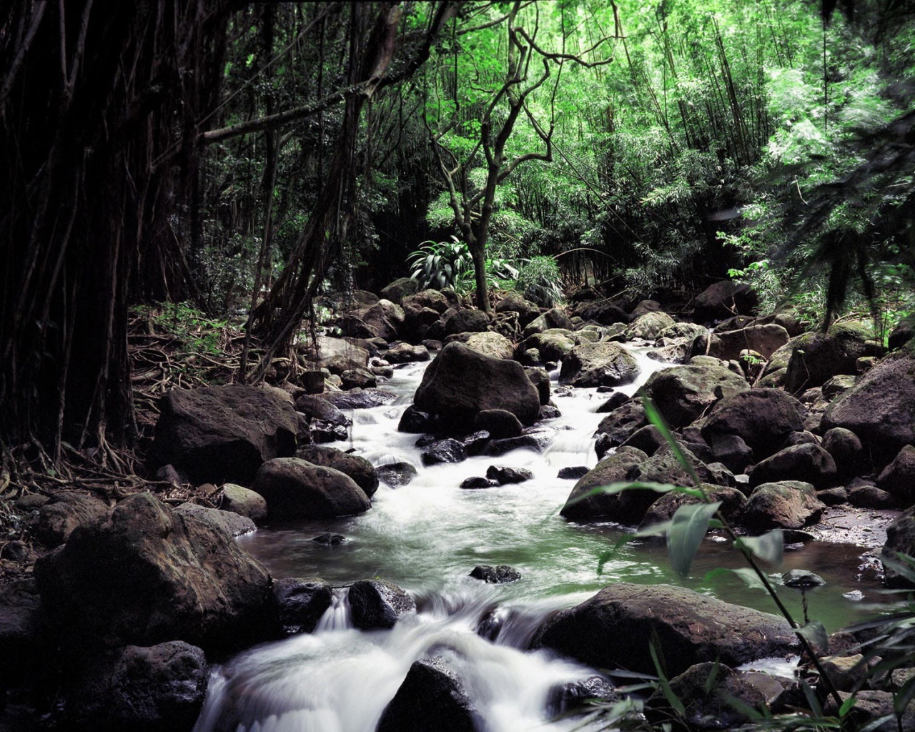 Бурный поток среди камней в глубине леса