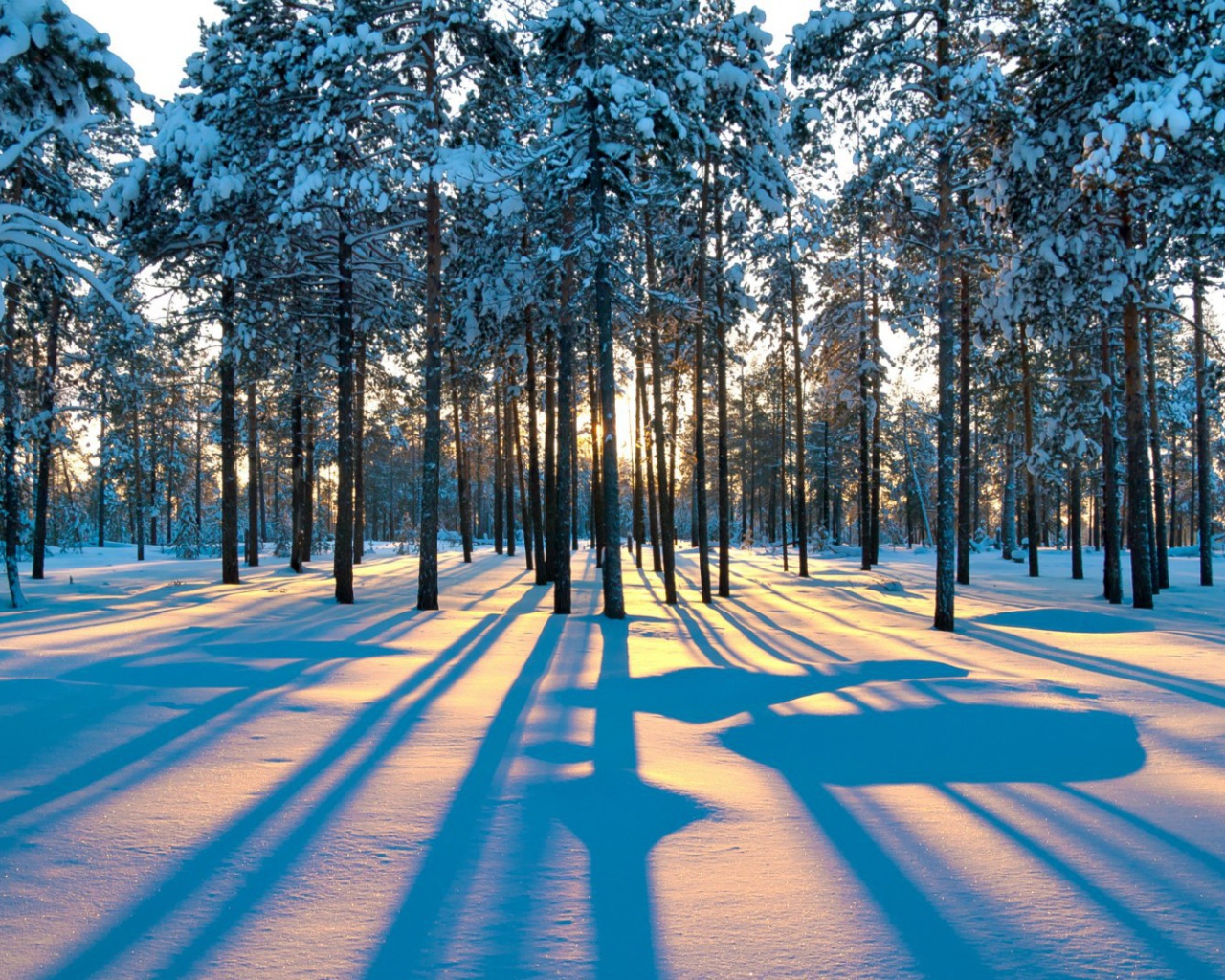 Тени деревьев в зимнем лесу