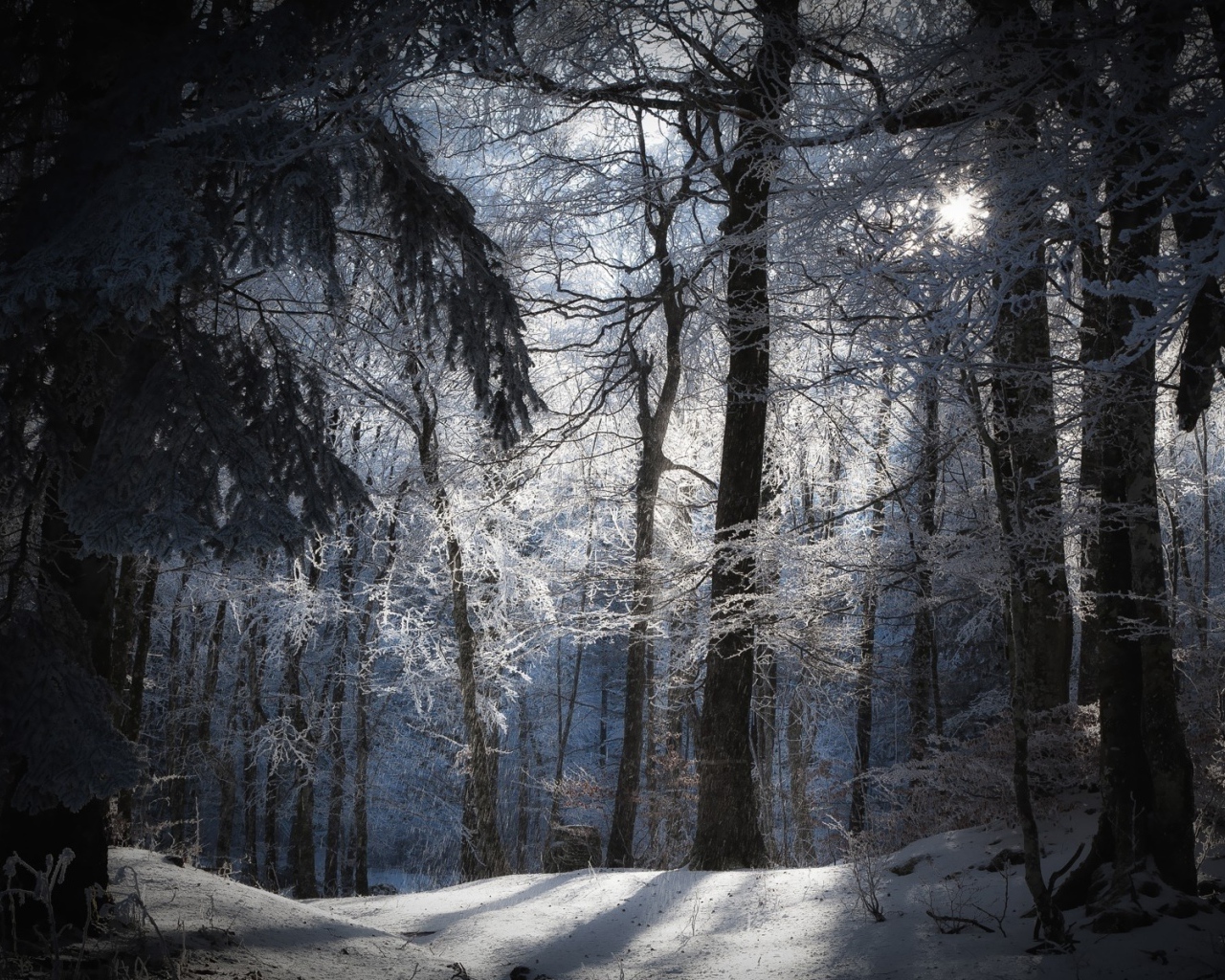 Лучи солнца в заснеженном лесу