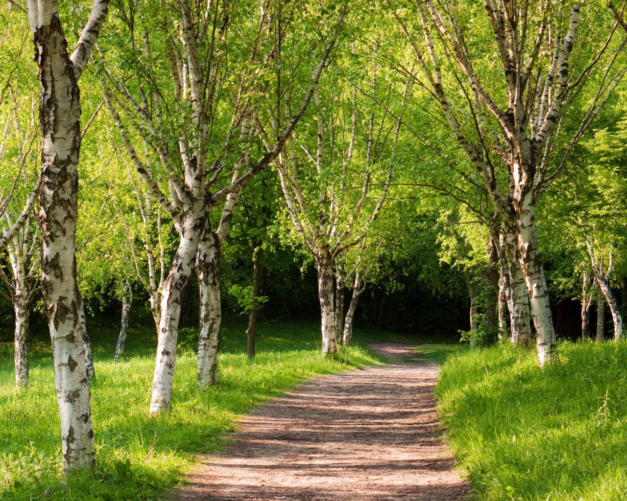 Тропа вглубь березовой рощи