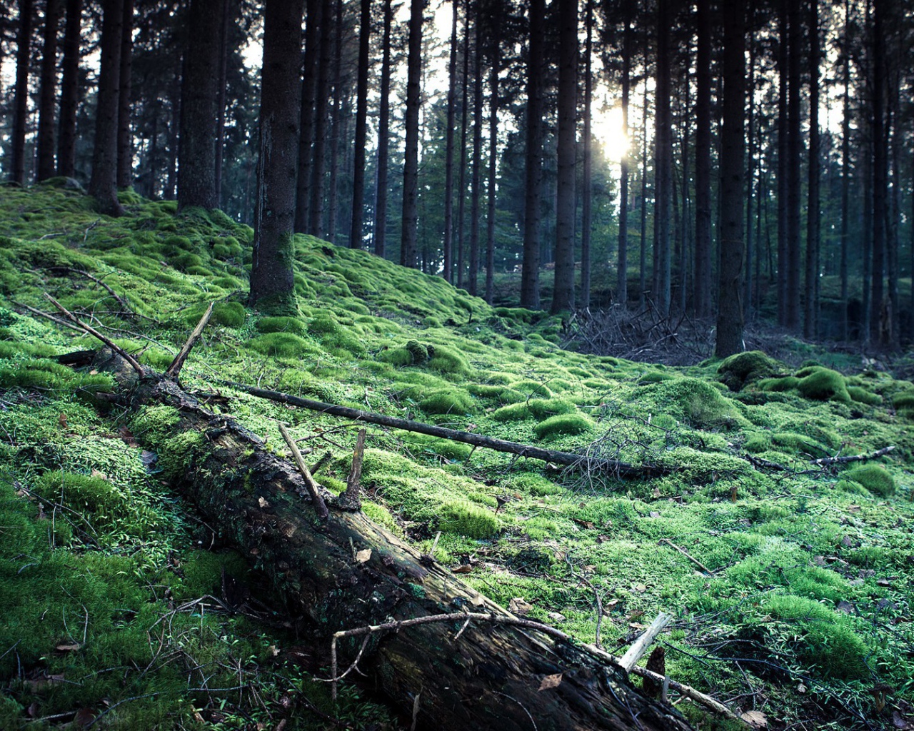 Ствол упавшего дерева на мху в лесу