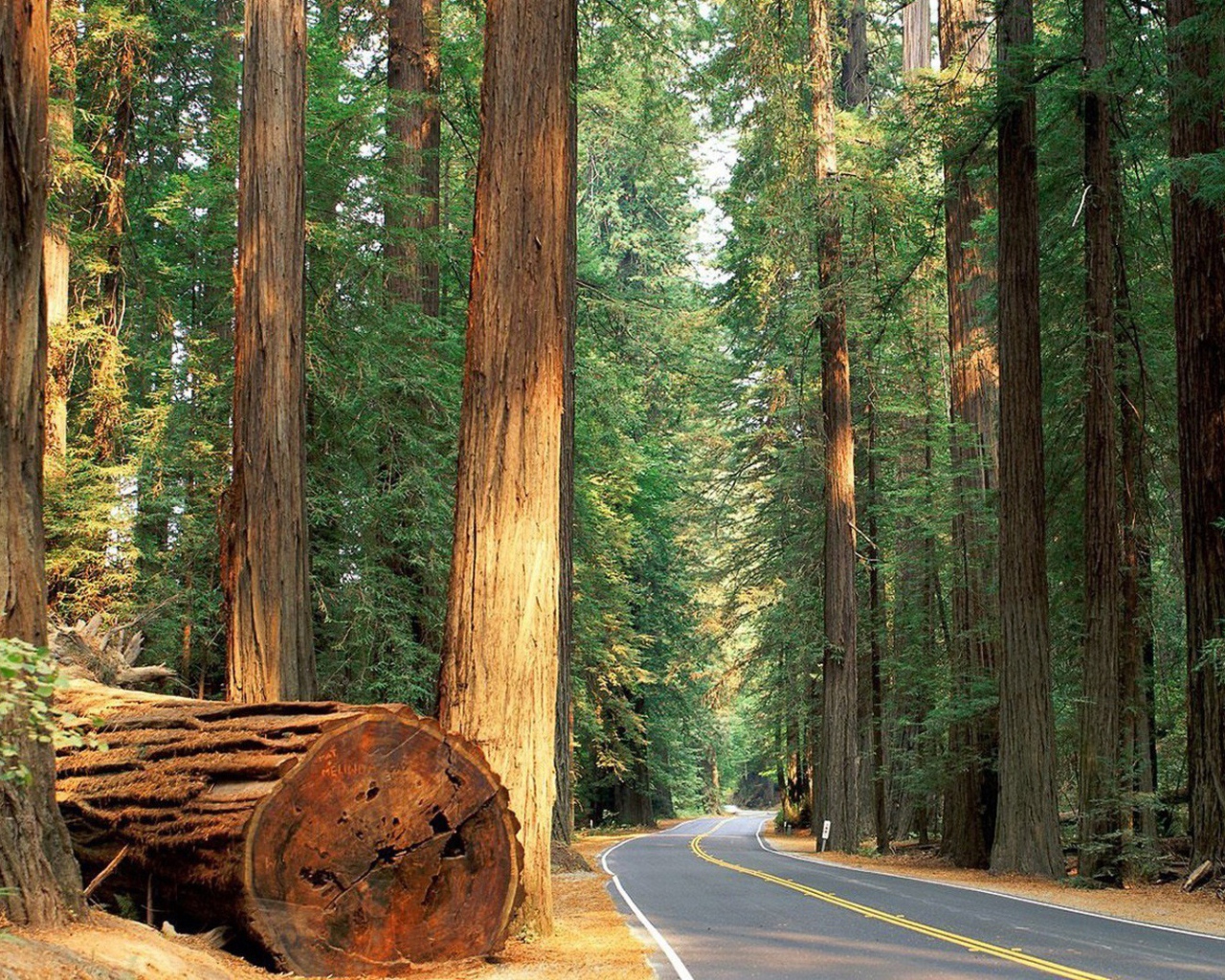 Ствол большого дерева у дороги