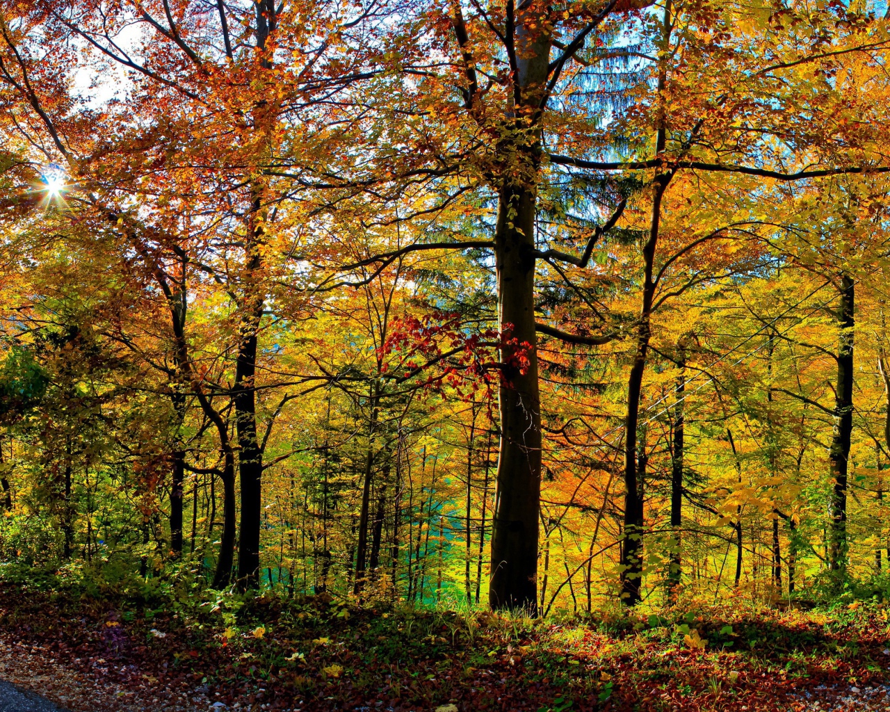 Густой осенний лес