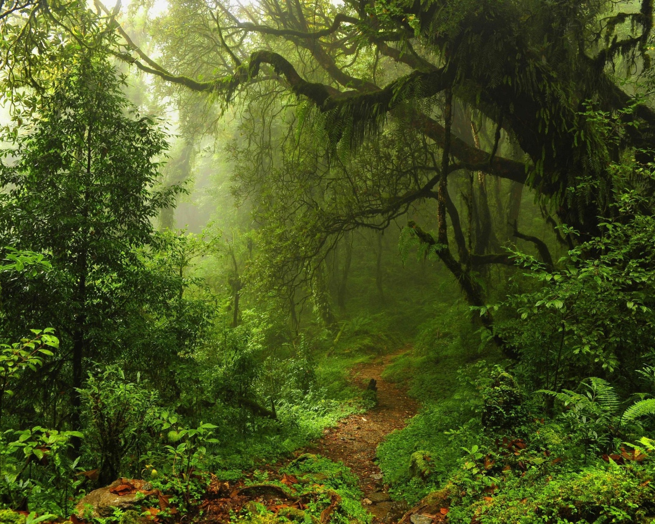 Чаща леса в мхах