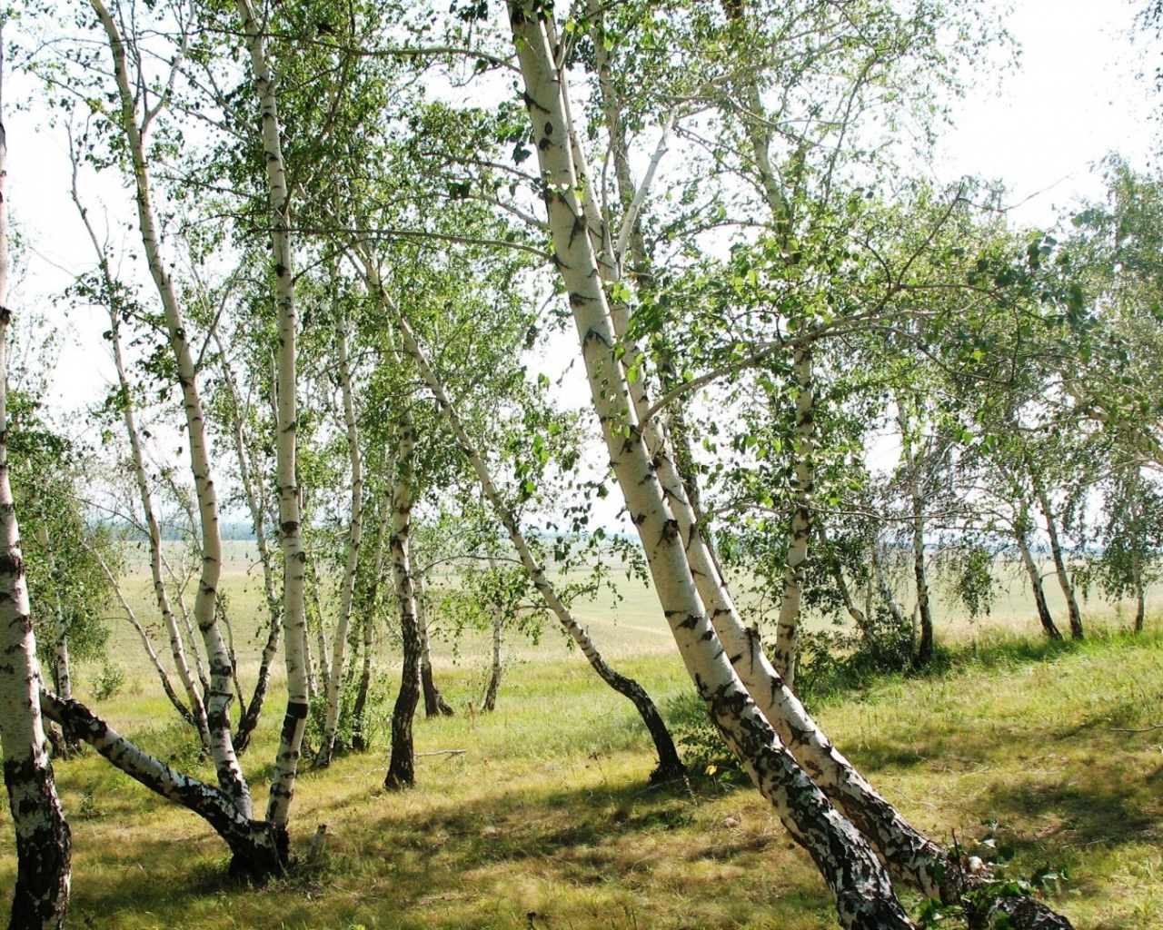 Тонкие березки весной