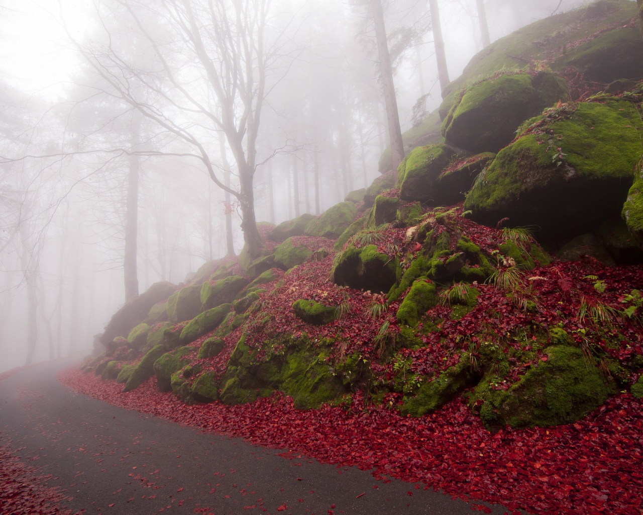 Дорожка в туманном лесу