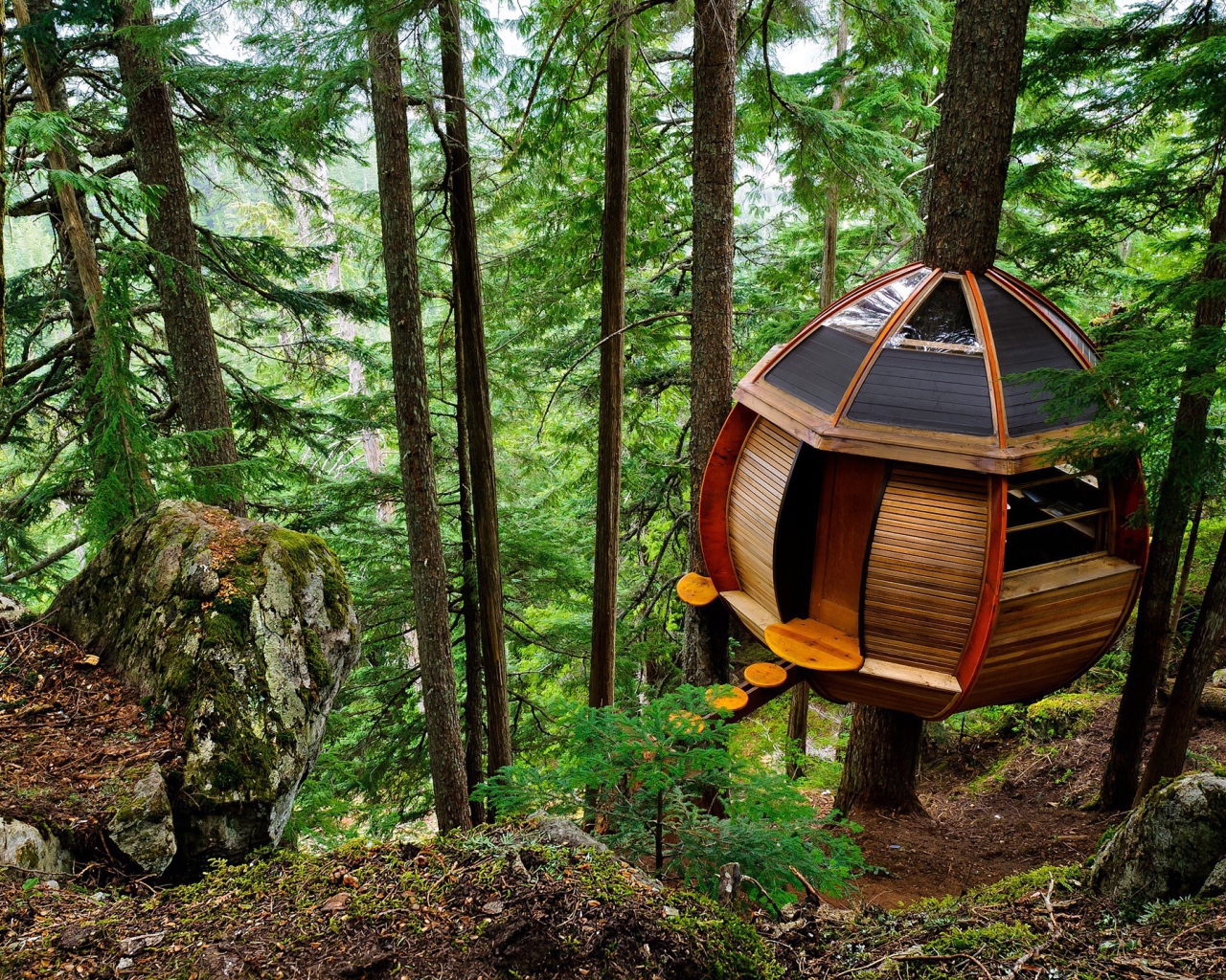 Домик на дереве в лесу