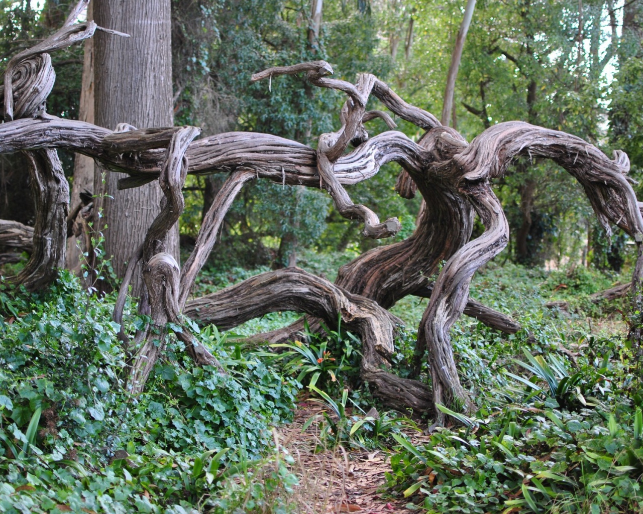 Искривленные ветви дерева в лесу