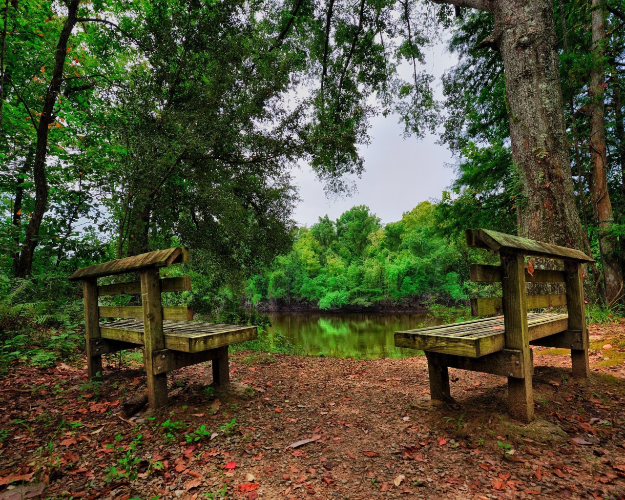 Две скамьи у лесного озера