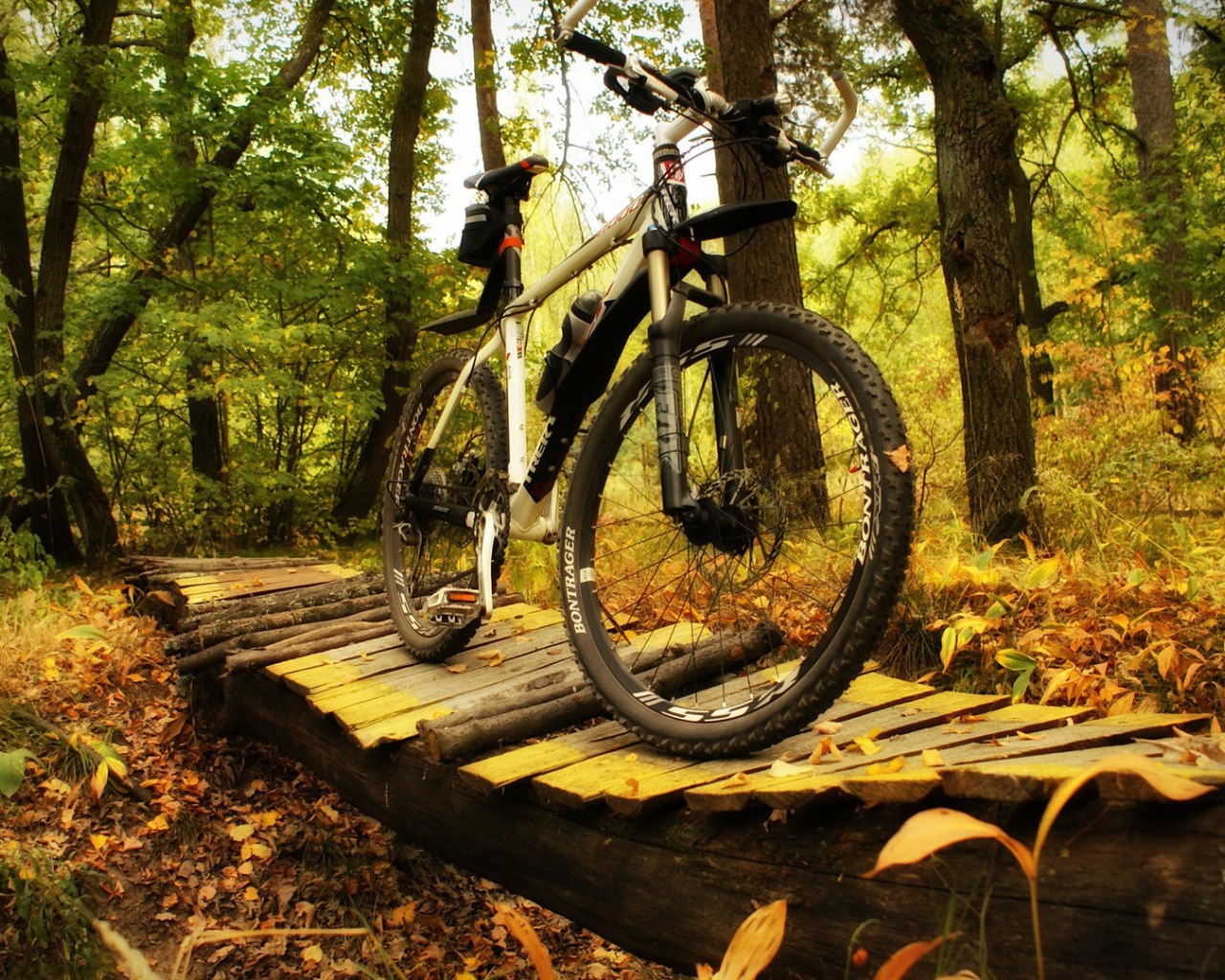 Прогулочный велосипед в лесу