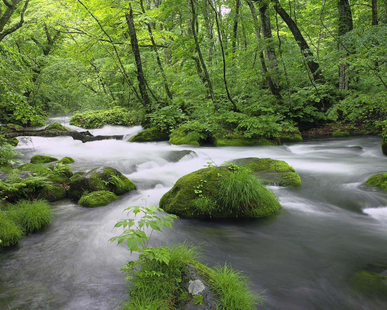 Белый лесной поток