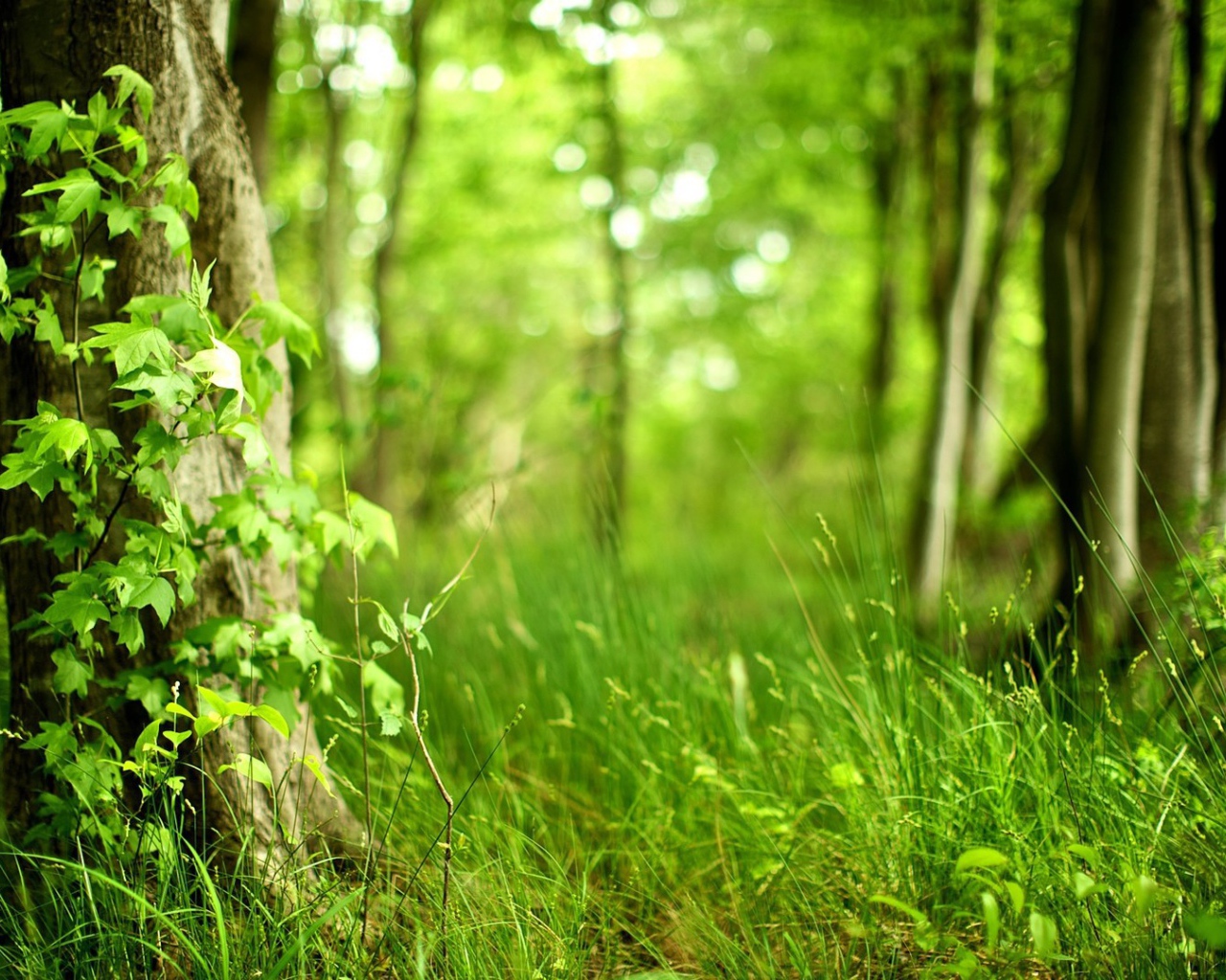 Молодая трава в лесу