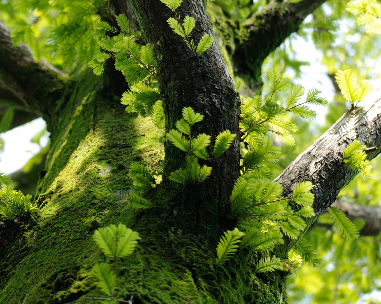 Молодые побеги на дереве