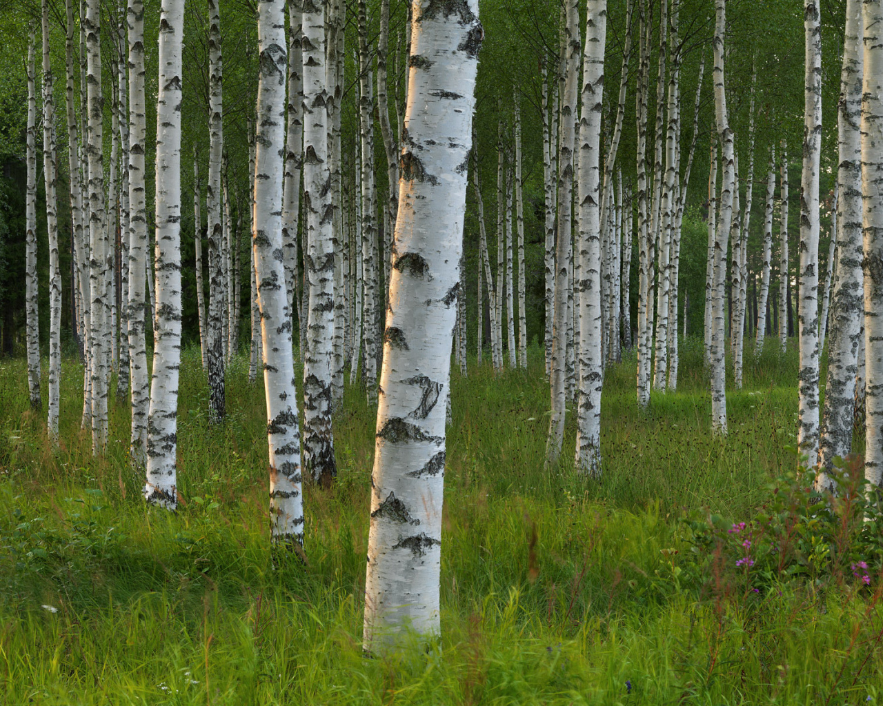 Березовый лес в Швеции