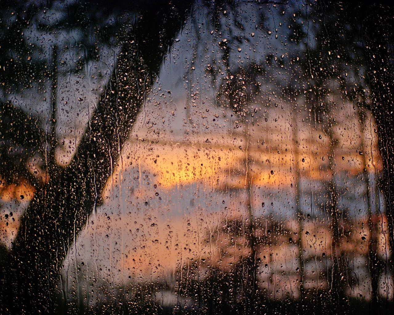 Лес после дождя