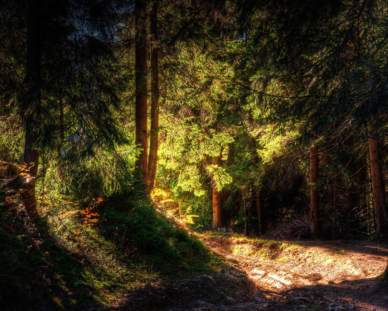 Лучи солнца в дремучем лесу