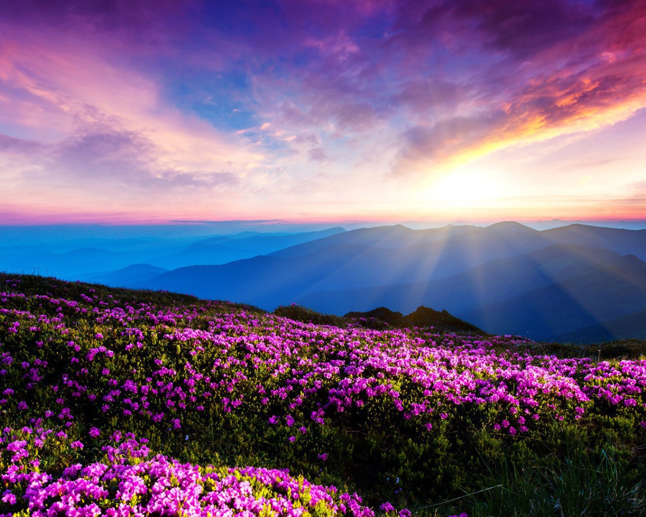 Цветущие горные склоны