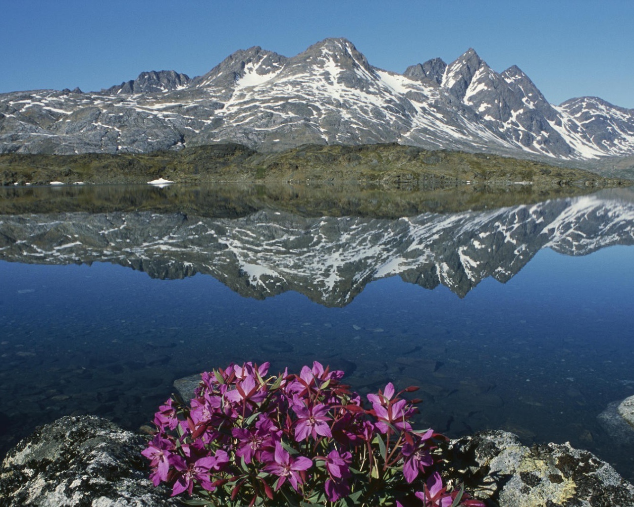 Цветы в горах у озера