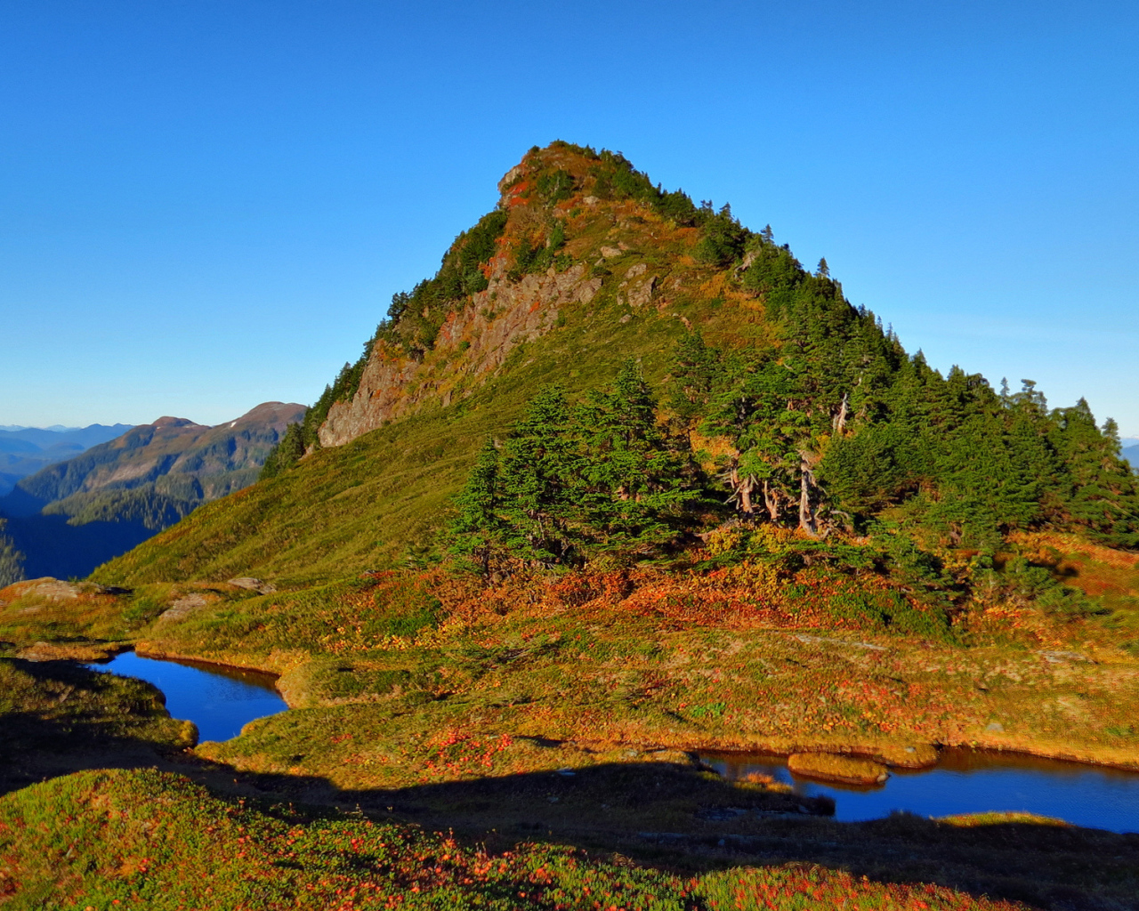 Гора заросшая деревьями