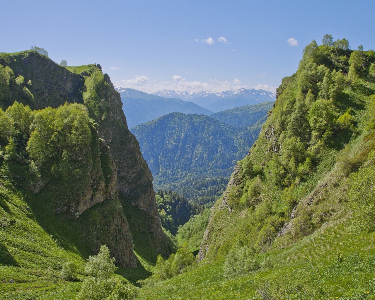 Поросшее растениями ущелье в горах