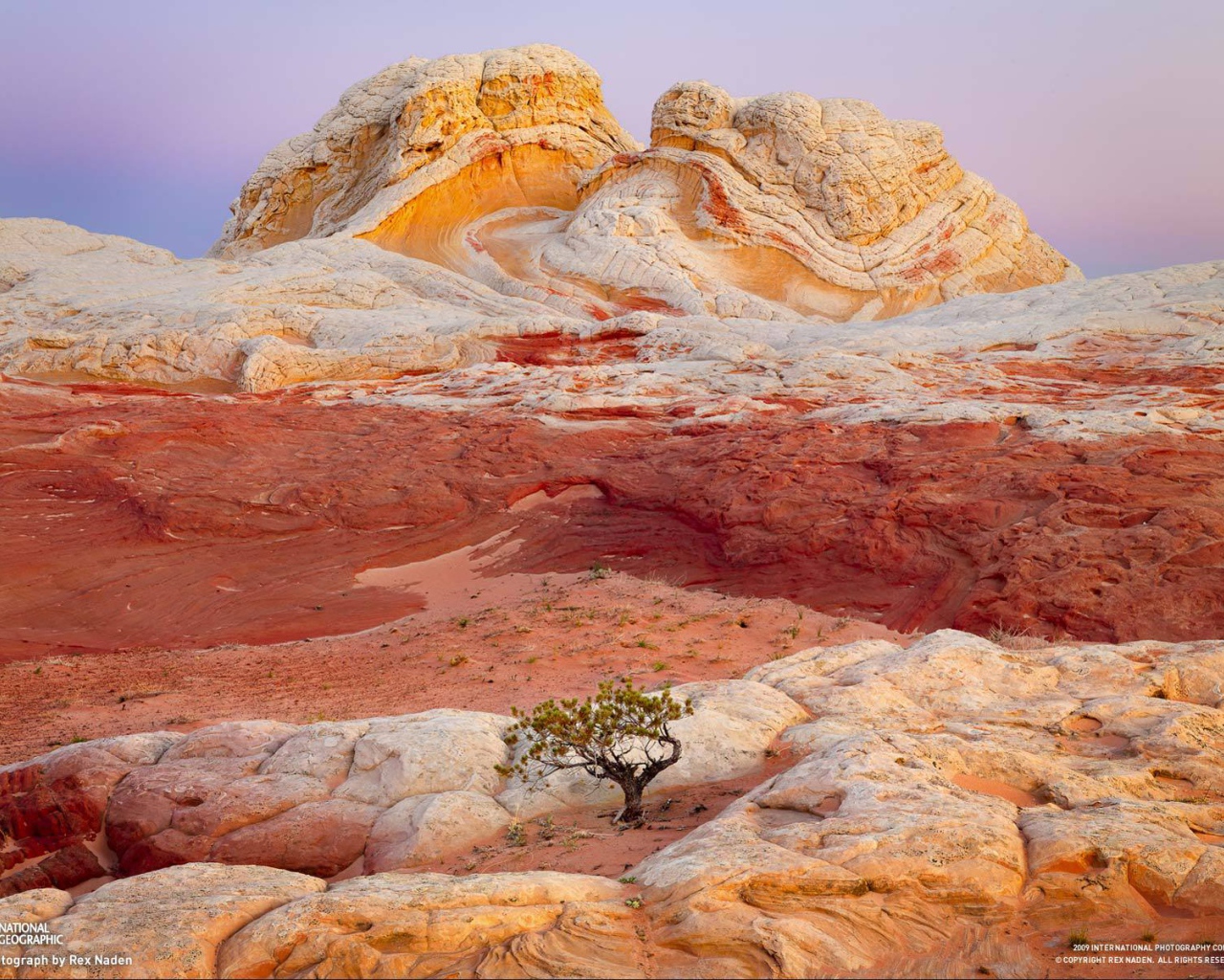 Одинокое дерево на разноцветных скалах