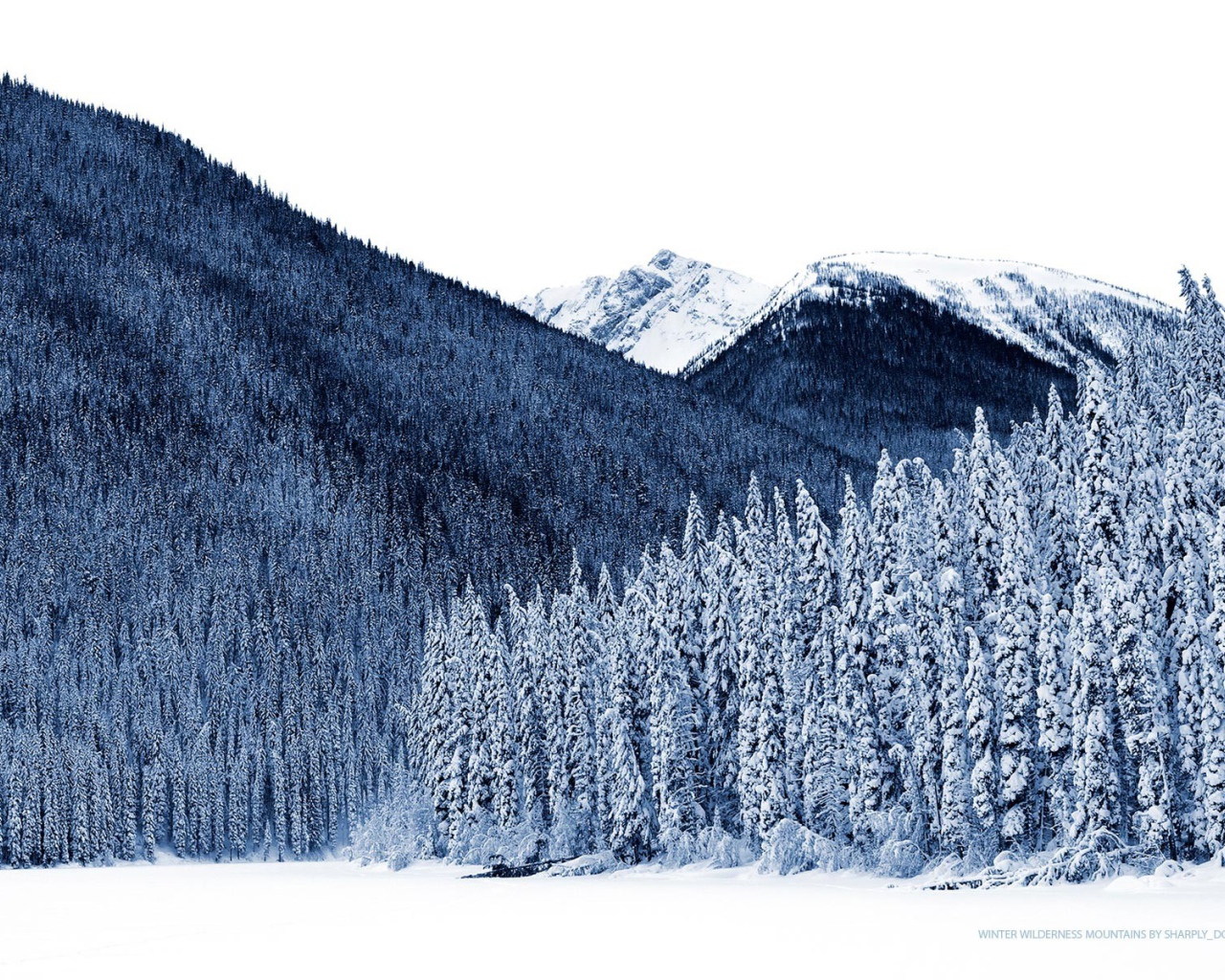 Густой хвойный лес на горе зимой