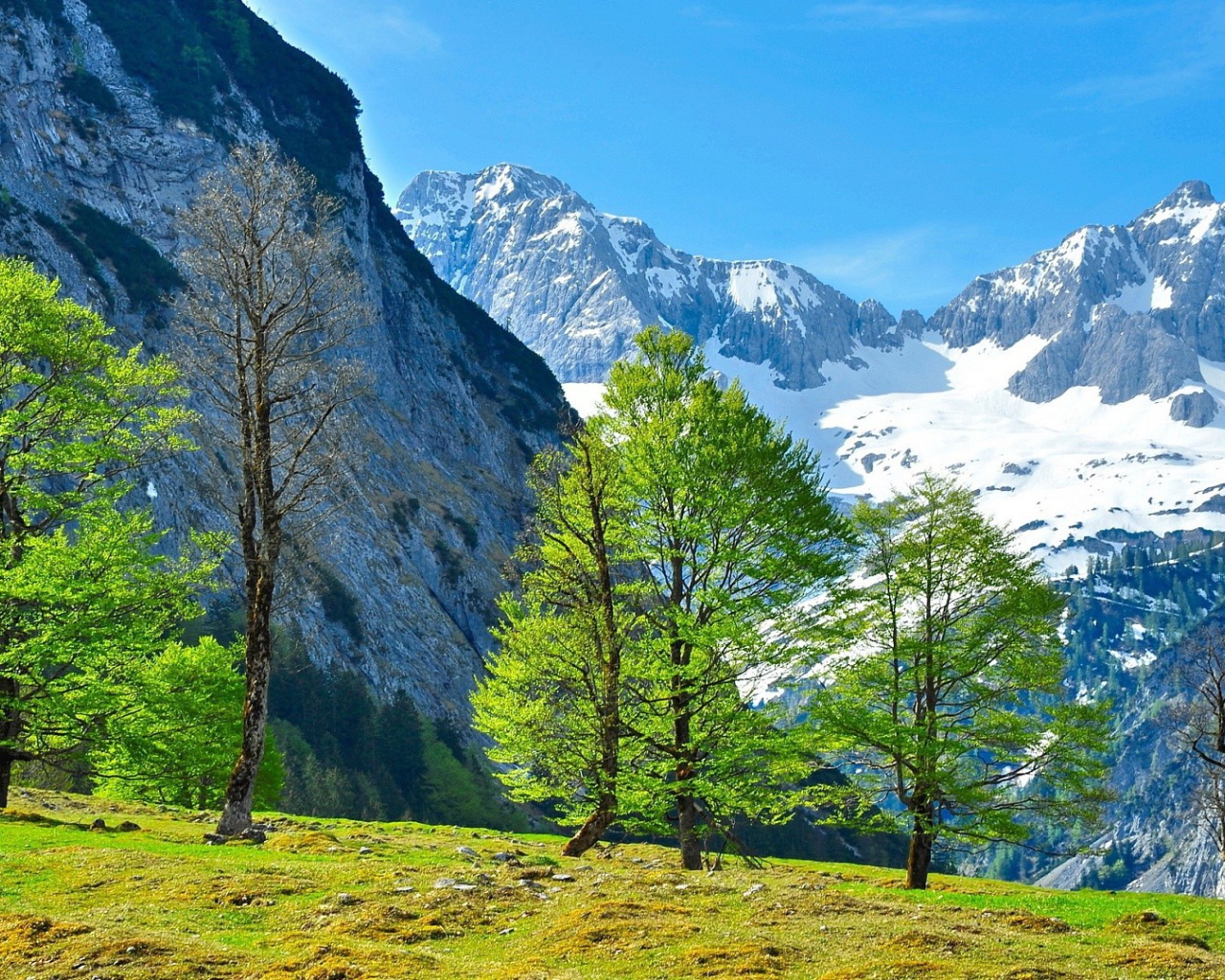 Молодая зелень на деревьях в горах