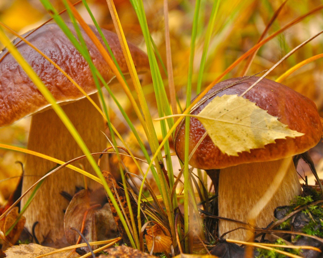Пара белых грибочков