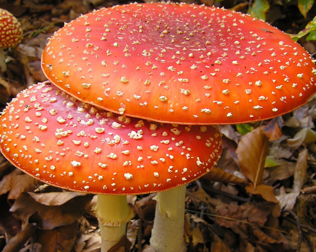 Большие мухоморы в лесной чаще