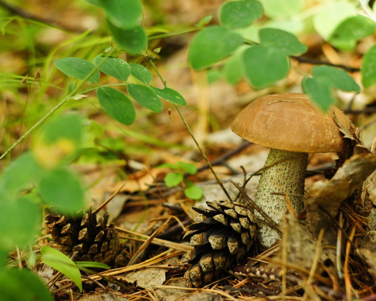 Шишки лежат рядом с грибами