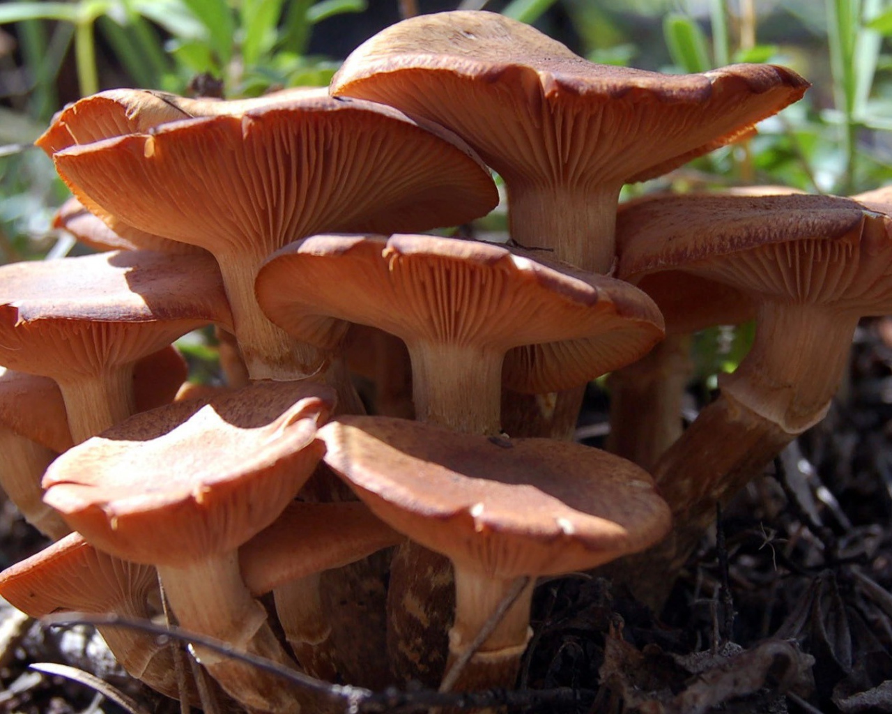 Семья грибов из грибницы