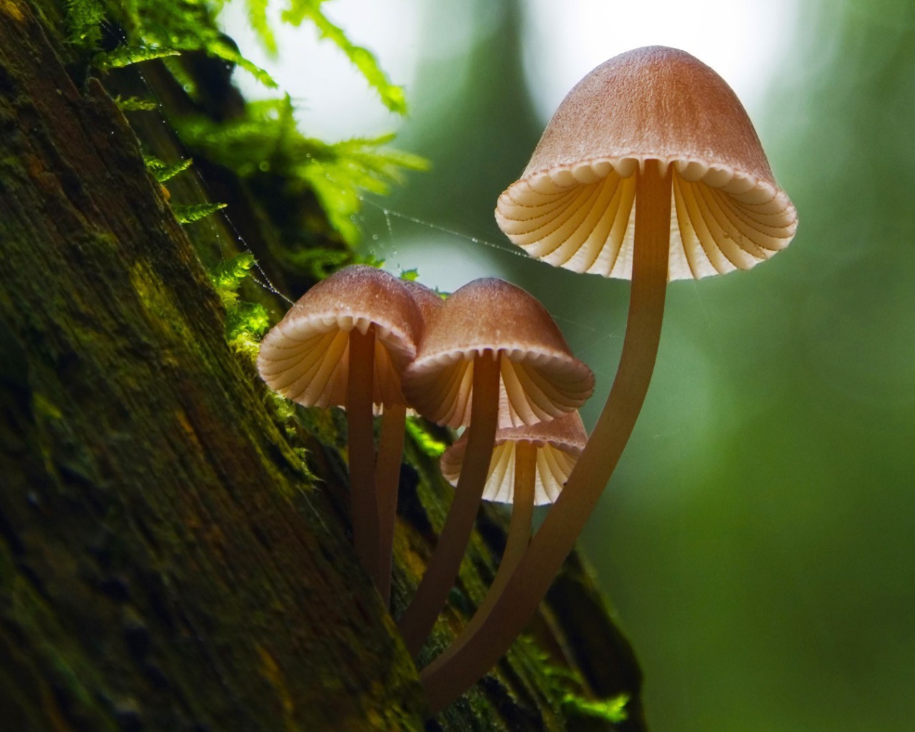 Семейка грибов на коре дерева