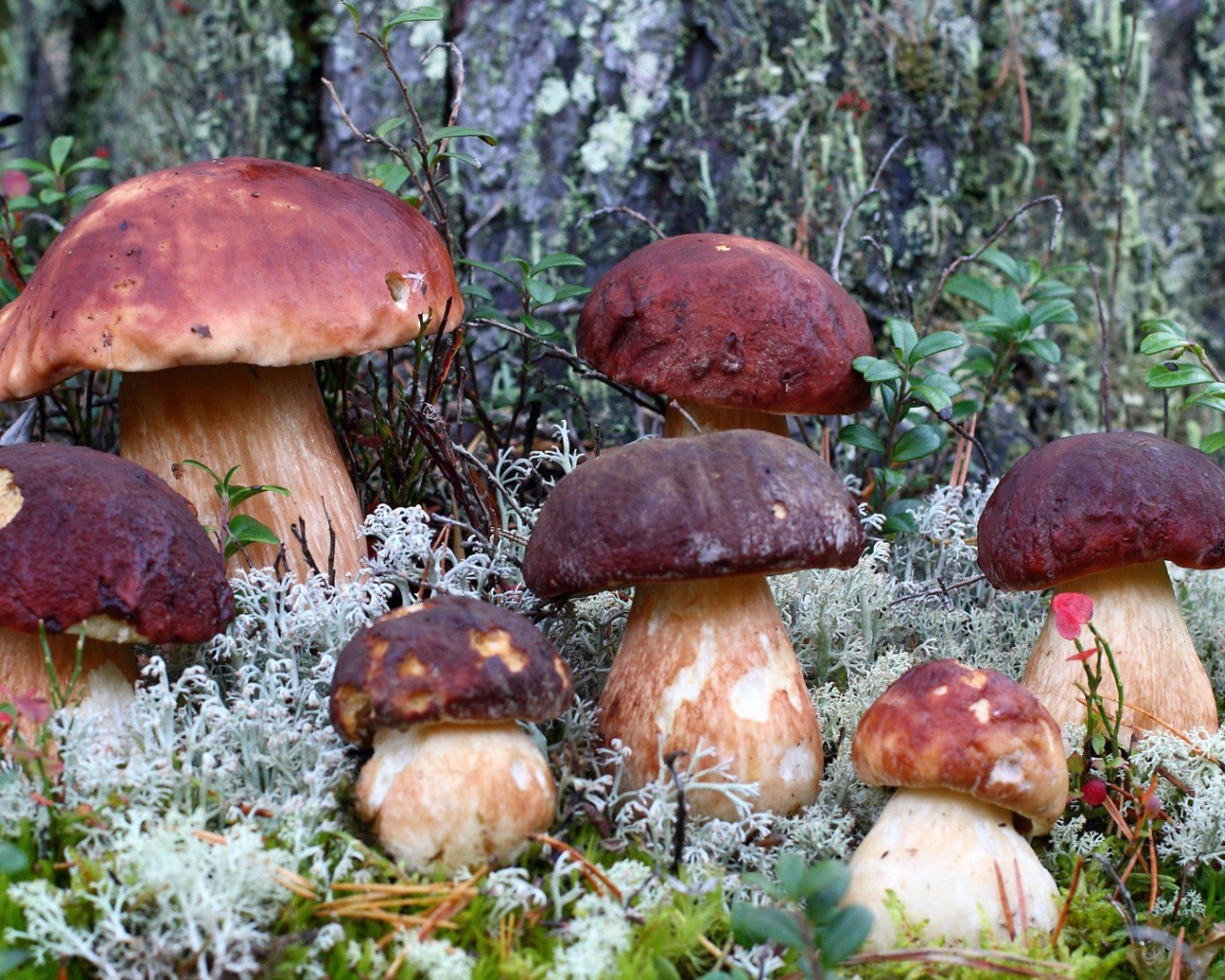 Семья белых грибов