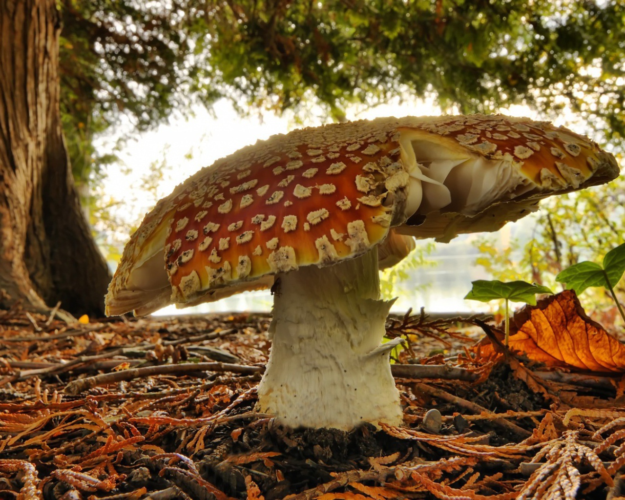 Одинокий старый гриб мухомор