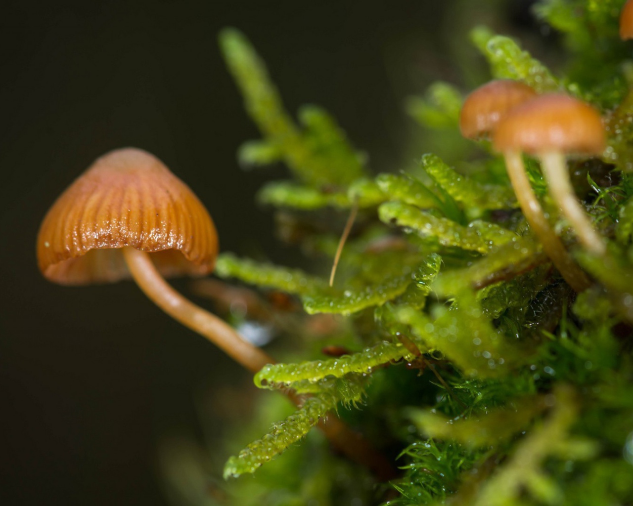 Макрофото маленьких грибов