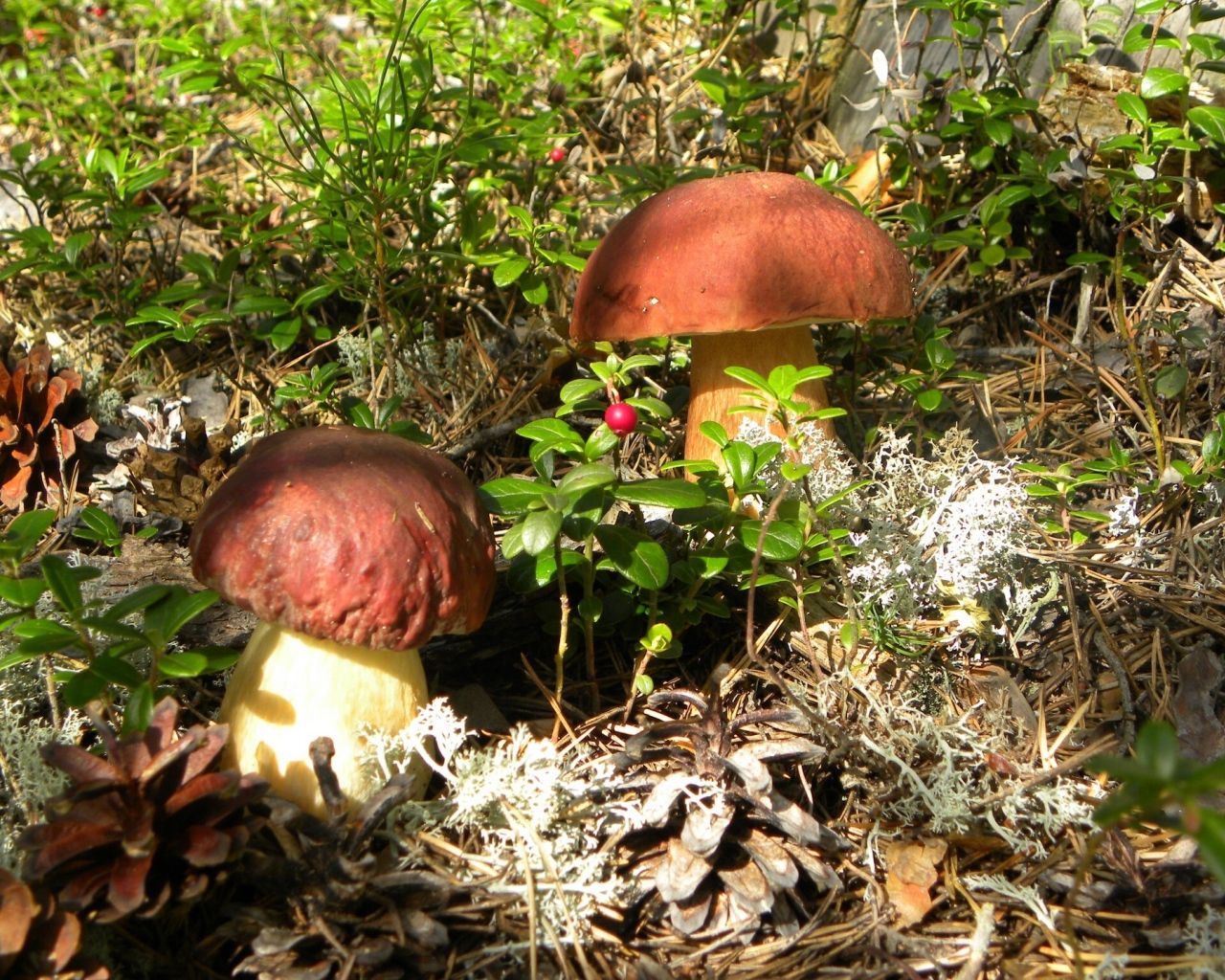 Гриб боровик и брусничник