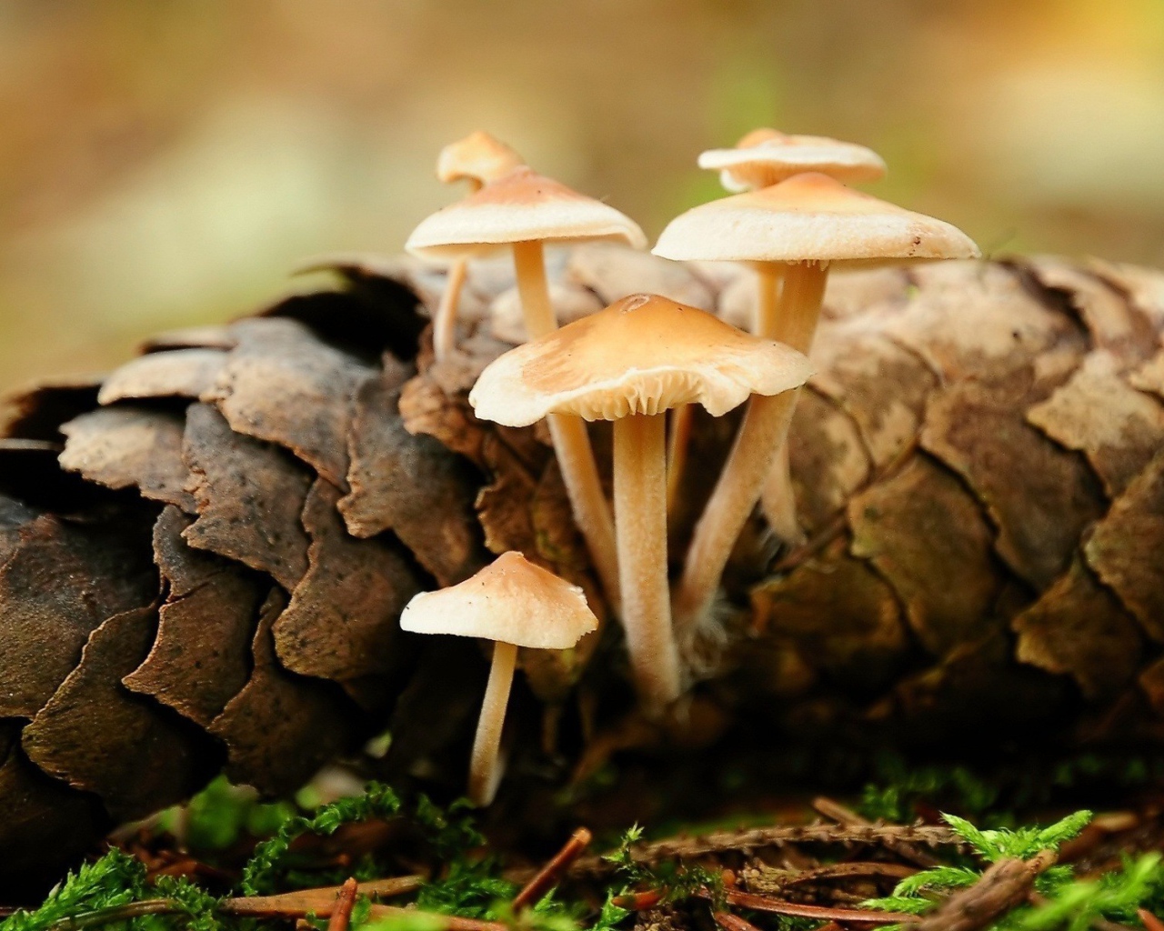 Грибы прорастают сквозь шишку