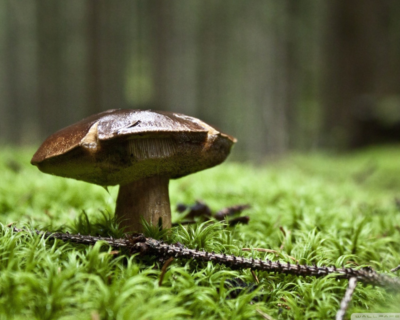 Веточка ели лежит у гриба