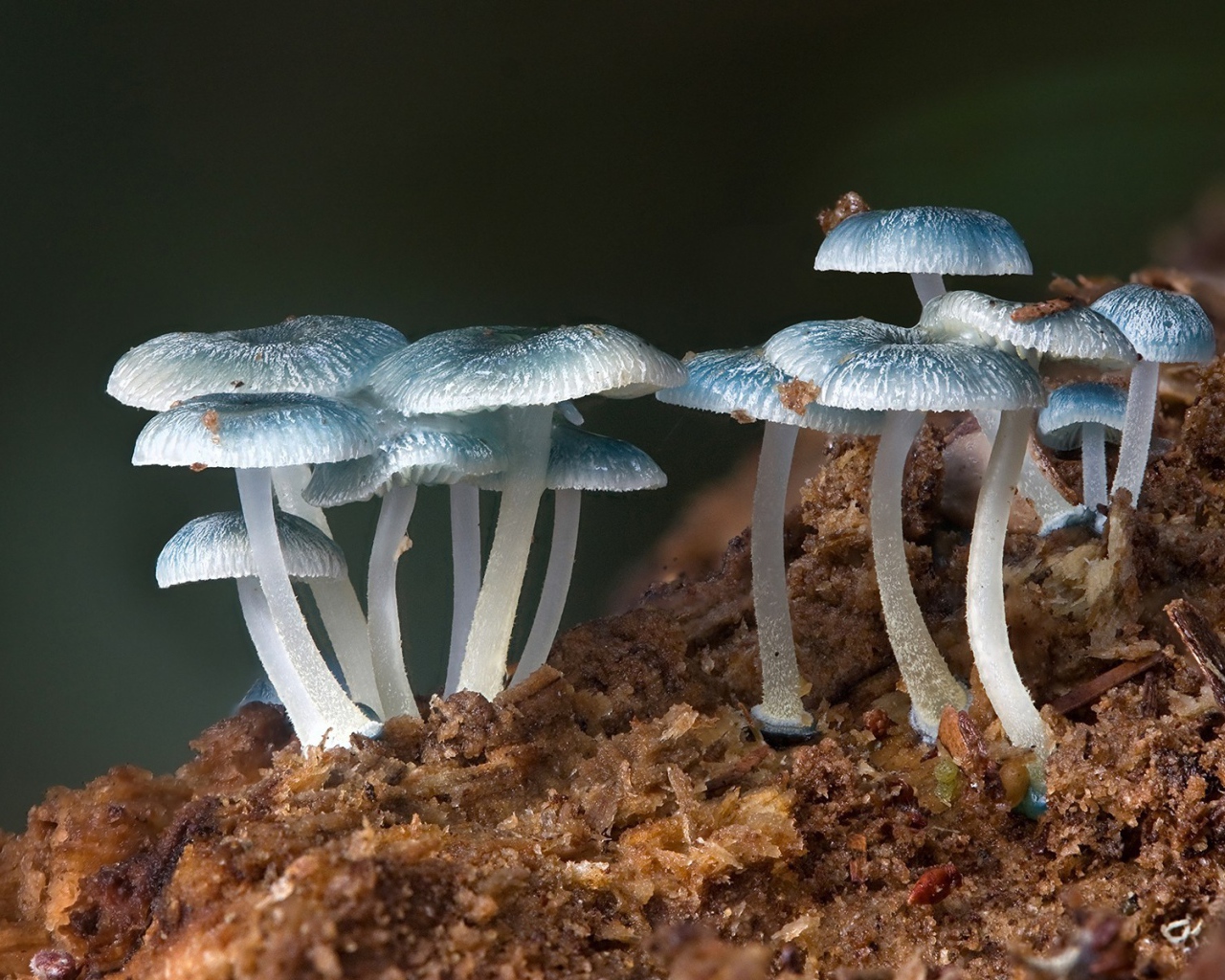 Семейство голубых грибов