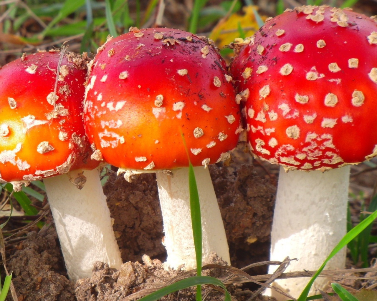 Три красных мухомора в лесу