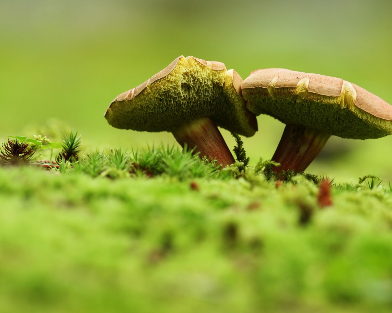 Два зеленых гриба на траве