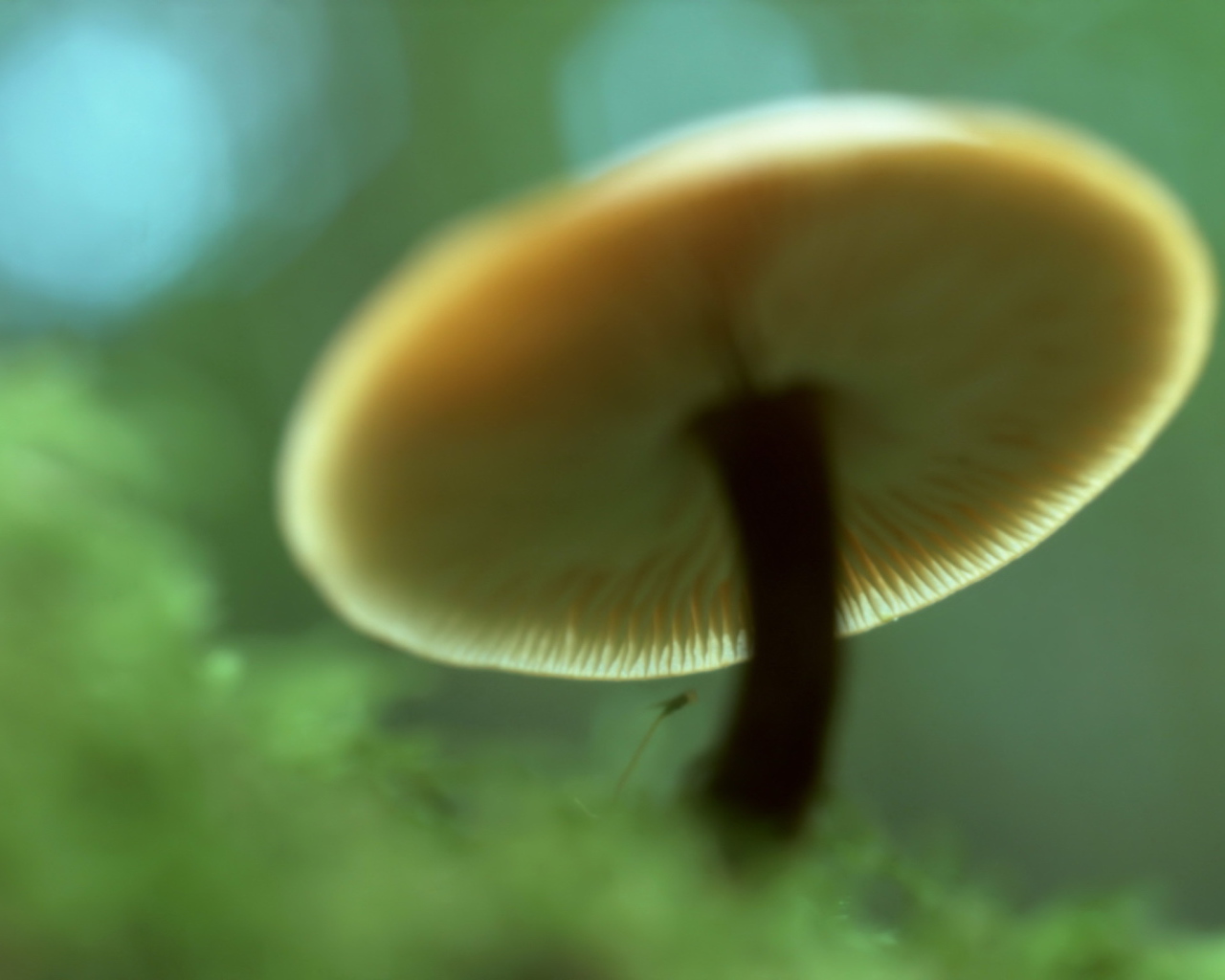 Пластинчатый гриб вид снизу