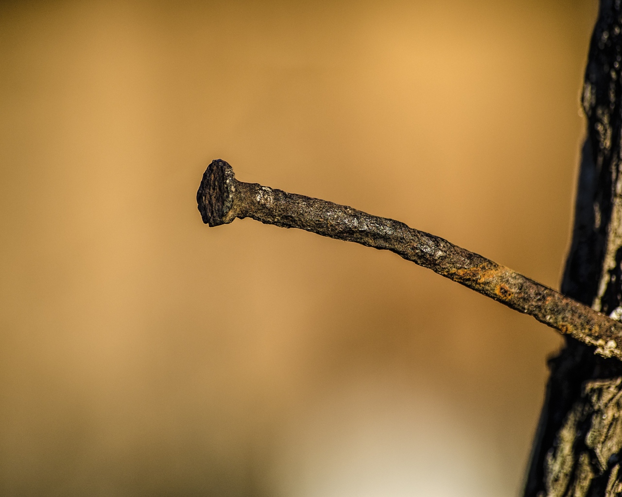 Ржавый гвоздь в коре дерева