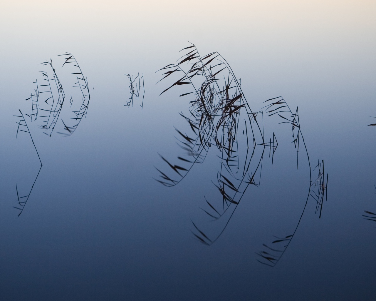 Водные растения торчат из воды