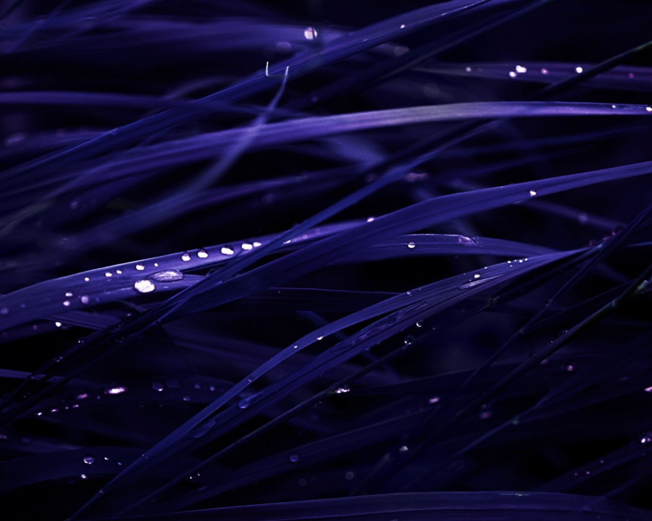 Роса на темно синей траве