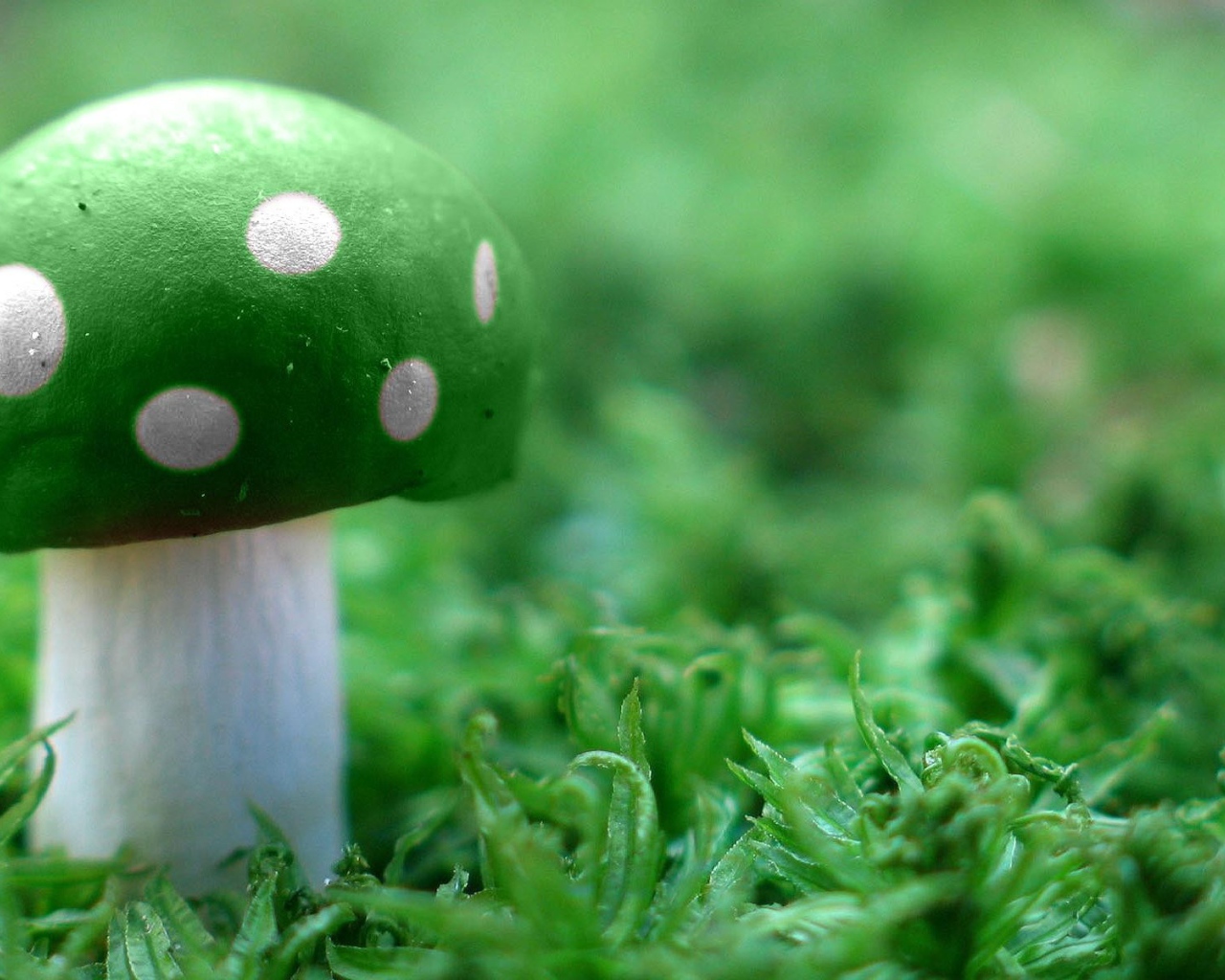 Зеленый гриб на траве