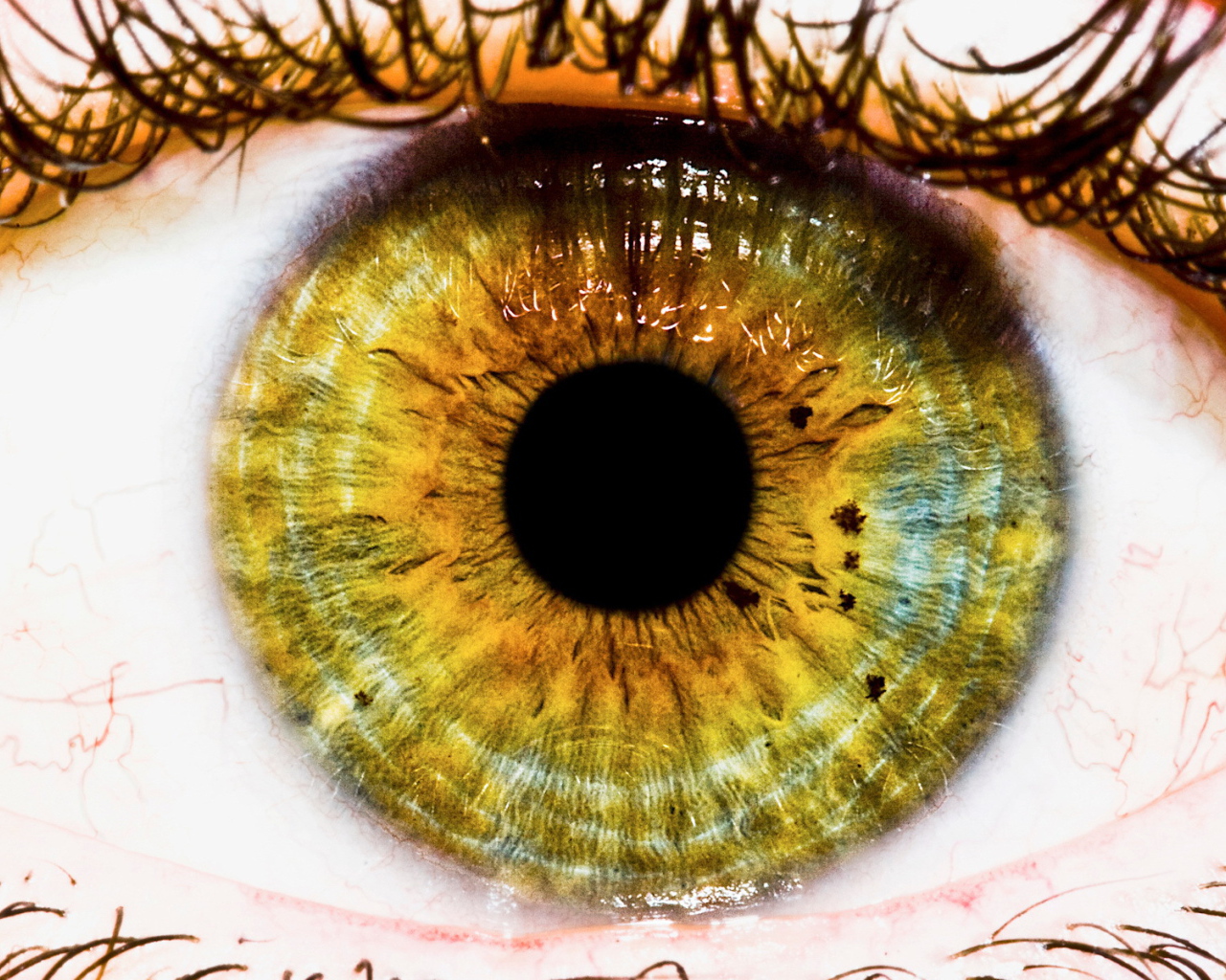 Радужная оболочка и зрачек глаза