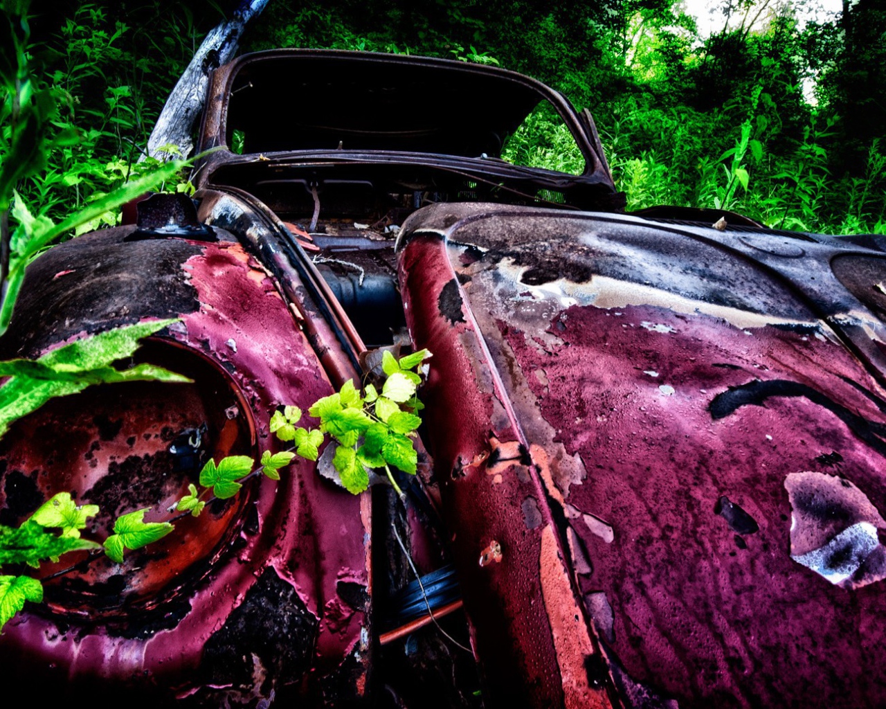 Остатки розового автомобиля среди зарослей